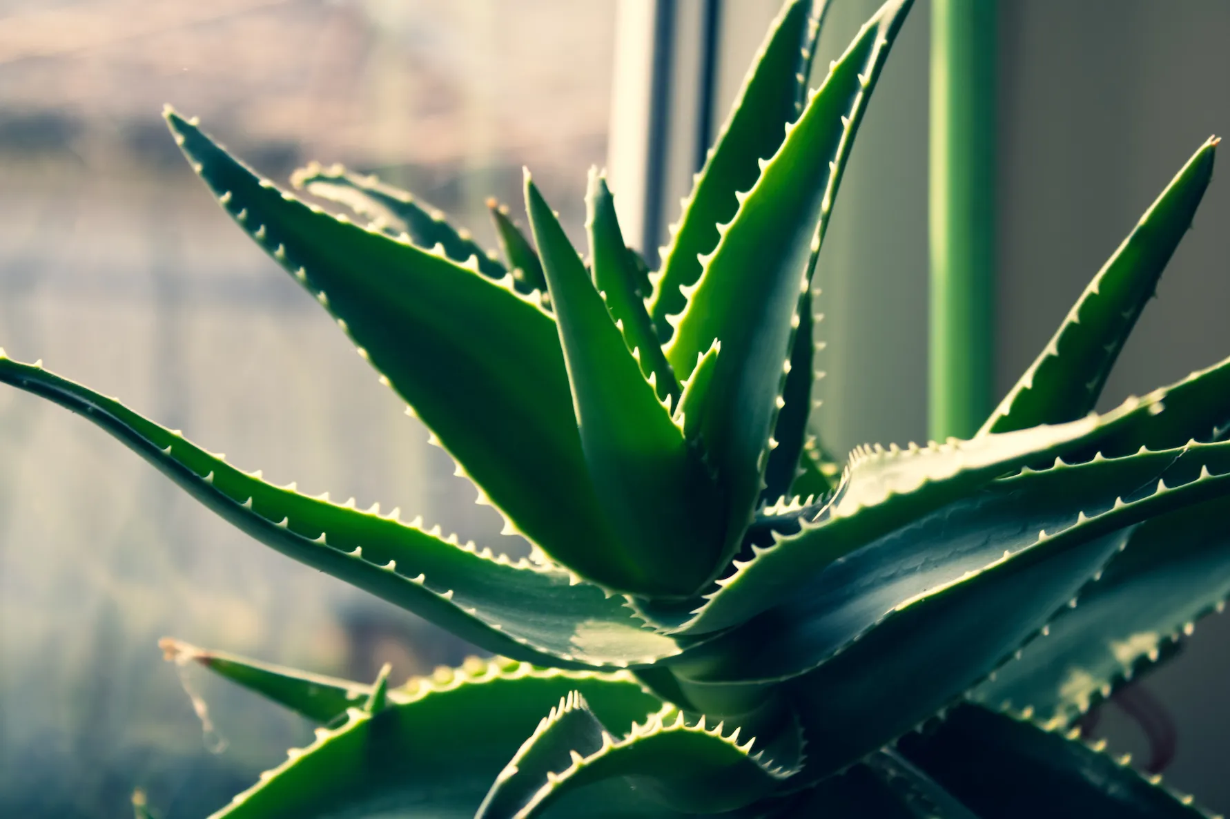 The aloe vera plant grows worldwide and thrives in drier areas.