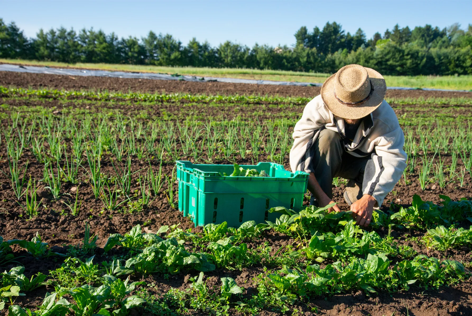 Growing your own produce is an easy way to avoid harmful pesticides. 