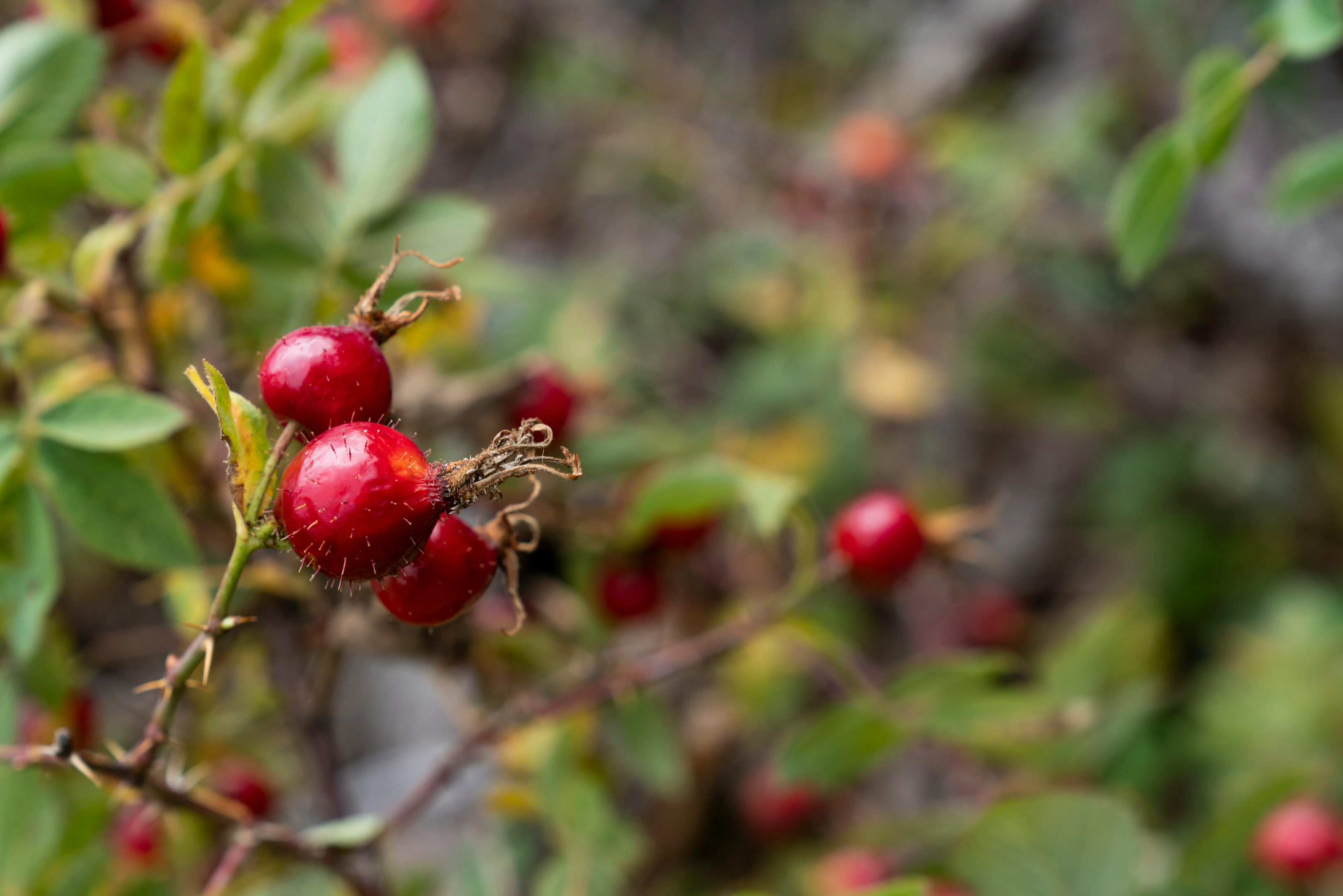 Rose hips contain plenty of Vitamin C.