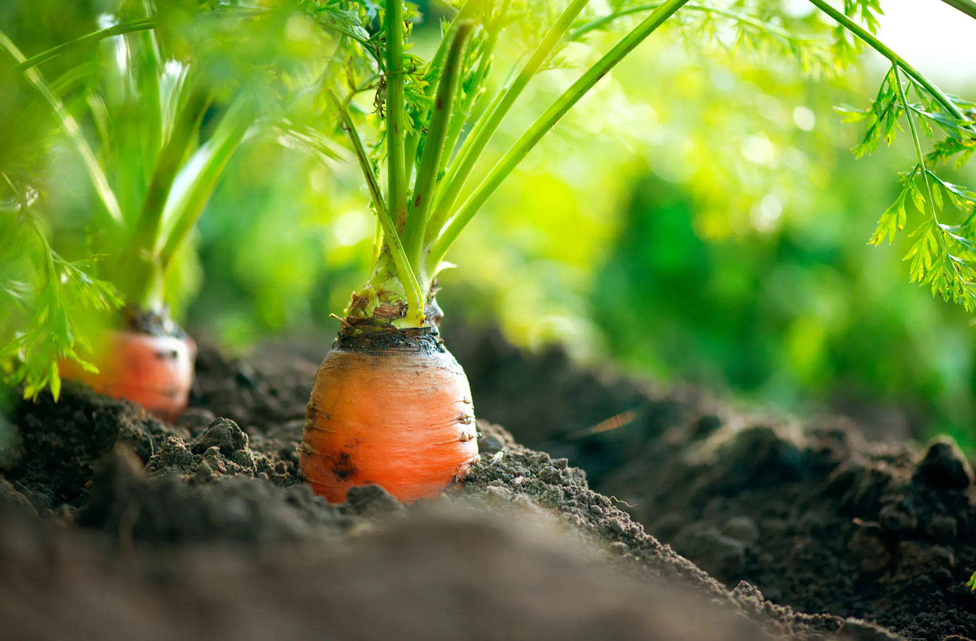 Based on USDA data, at least one sample of carrots used to contaminated with other pesticides.
