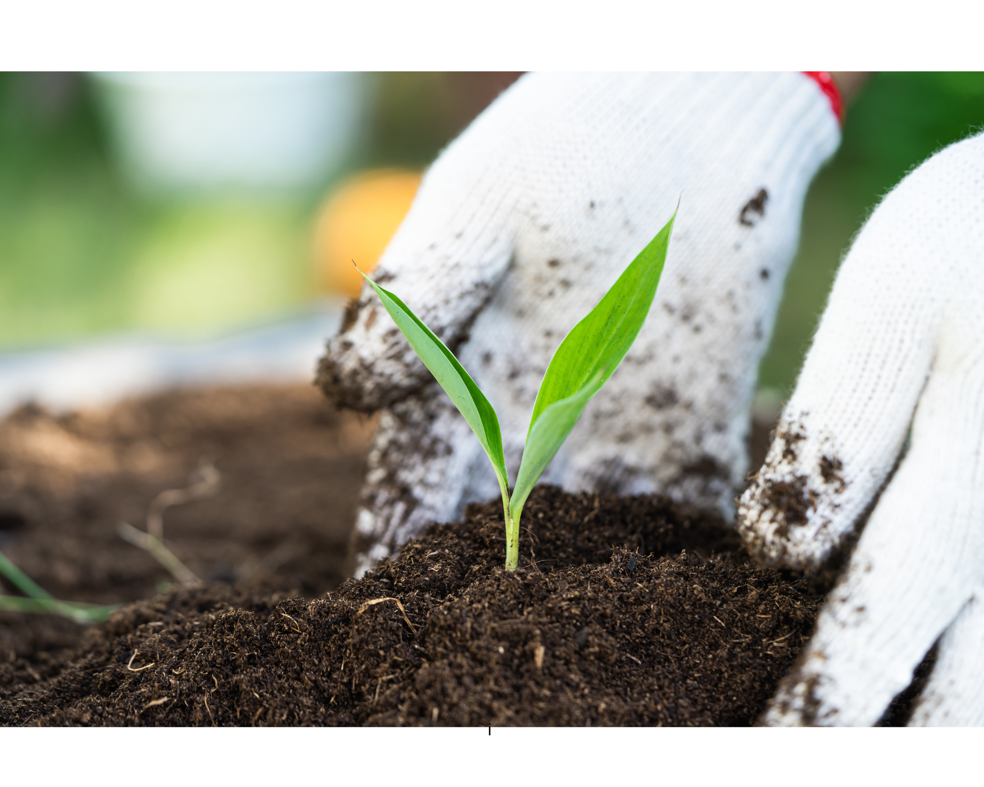 Fulvic acid is organic material in soil formed through the decomposition of plant and microbial matter. 