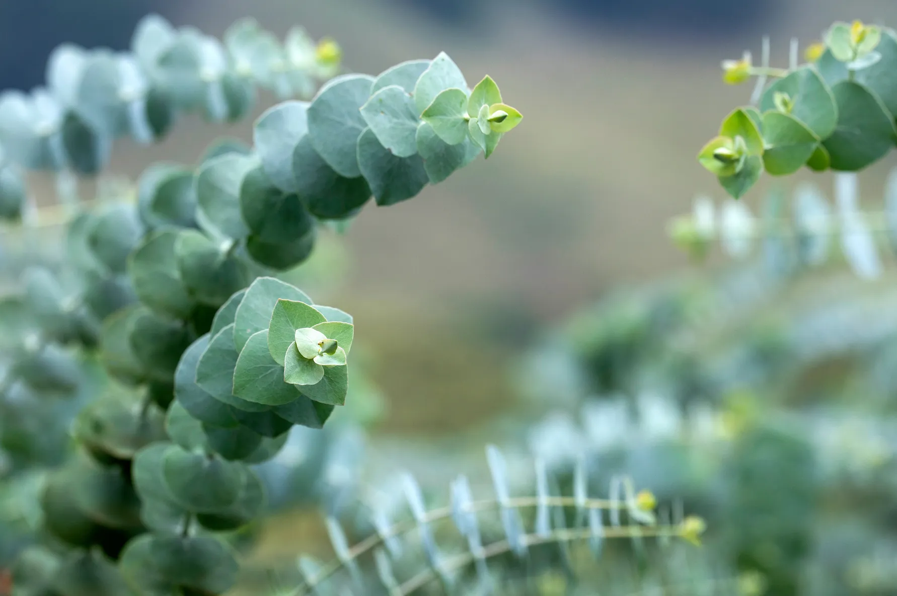 Eucalyptus alleviates allergy symptoms by reducing congestion in the chest. 
