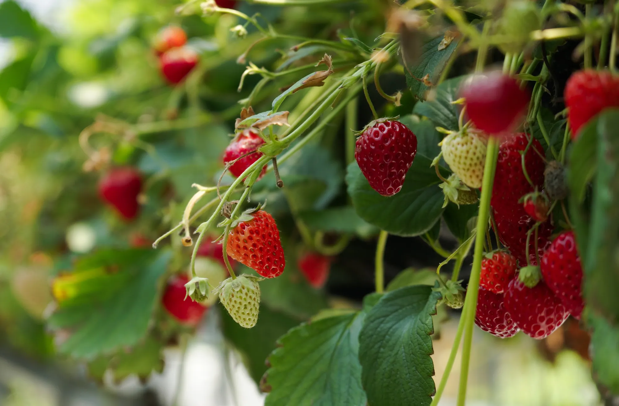 Of the fruit and vegetable sampled with detectable pesticides, strawberries had the most pesticides.