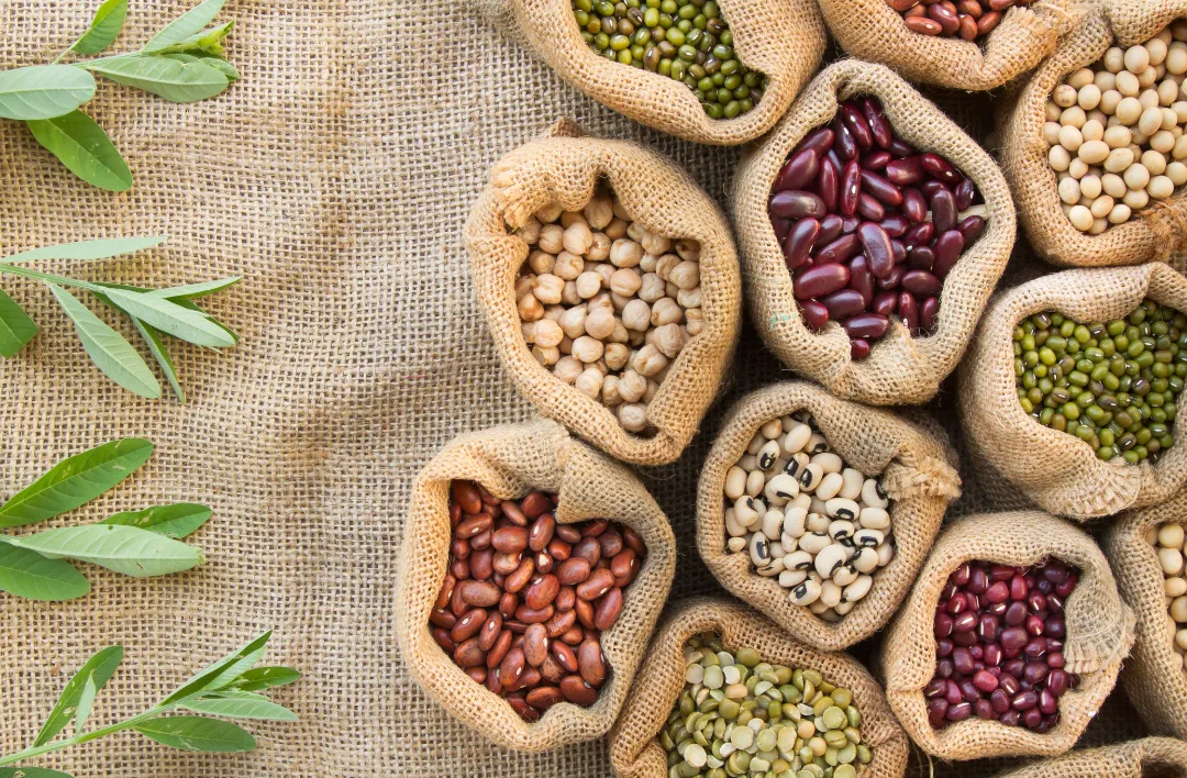Legumes are high in galactooligosaccharides that can ferment in the gut