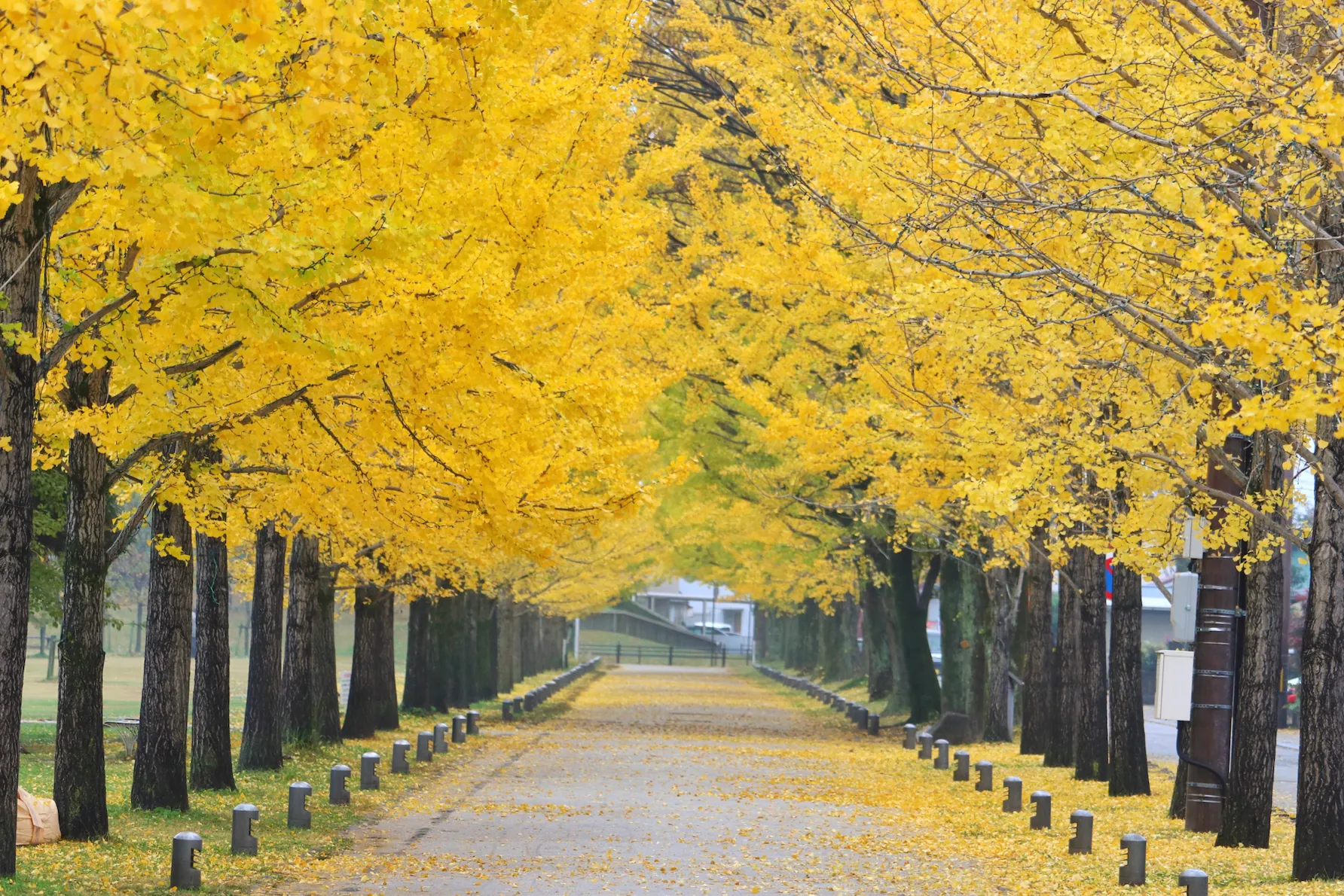 This beautiful tree makes up the ginkgo biloba plant. 